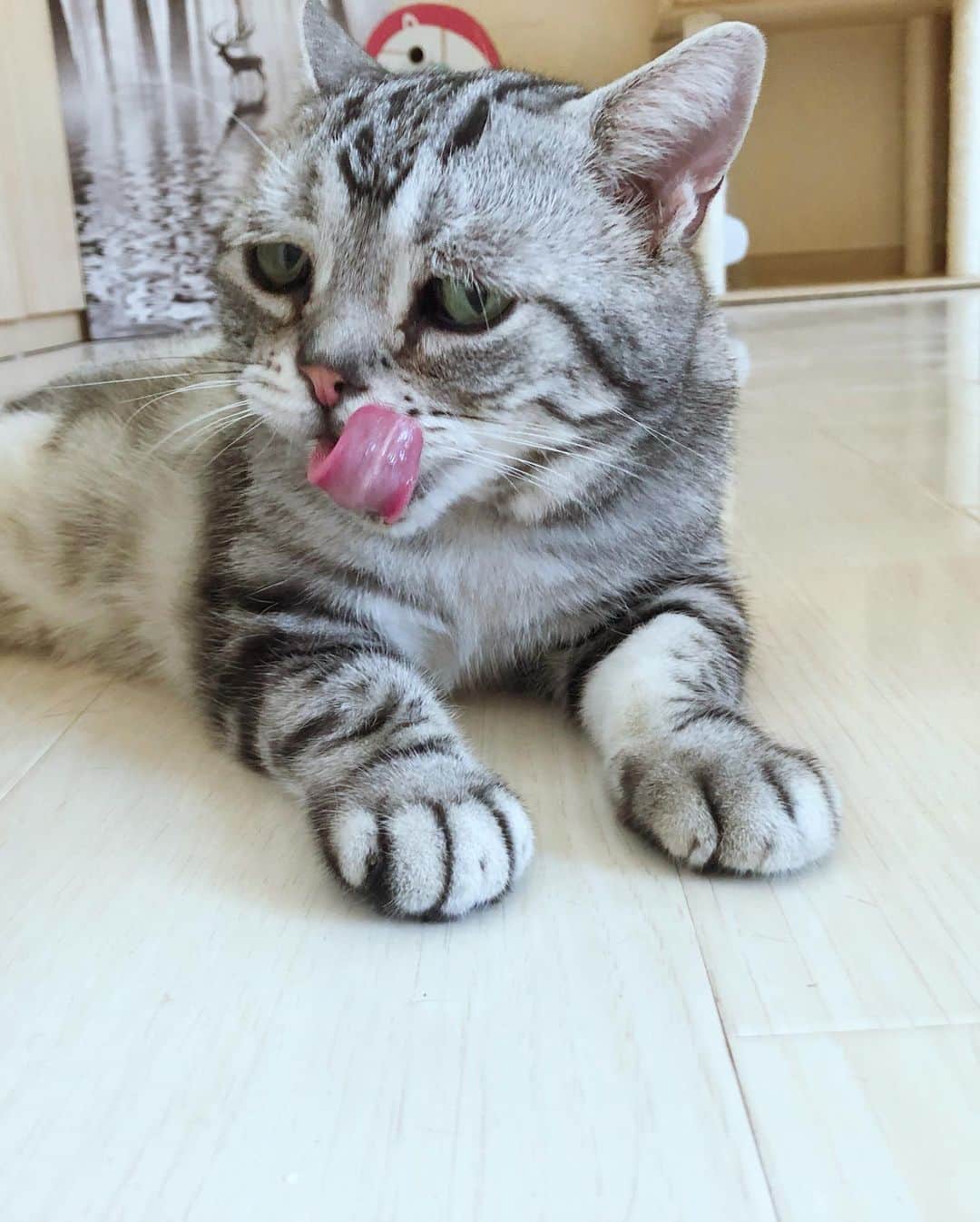 ルフさんのインスタグラム写真 - (ルフInstagram)「#luhu:"monday again,sleepy ..." - - #cat #cute #sadcat #cats_of_instagram #angel #adorable #lovely #funny」9月2日 13時31分 - lanlan731
