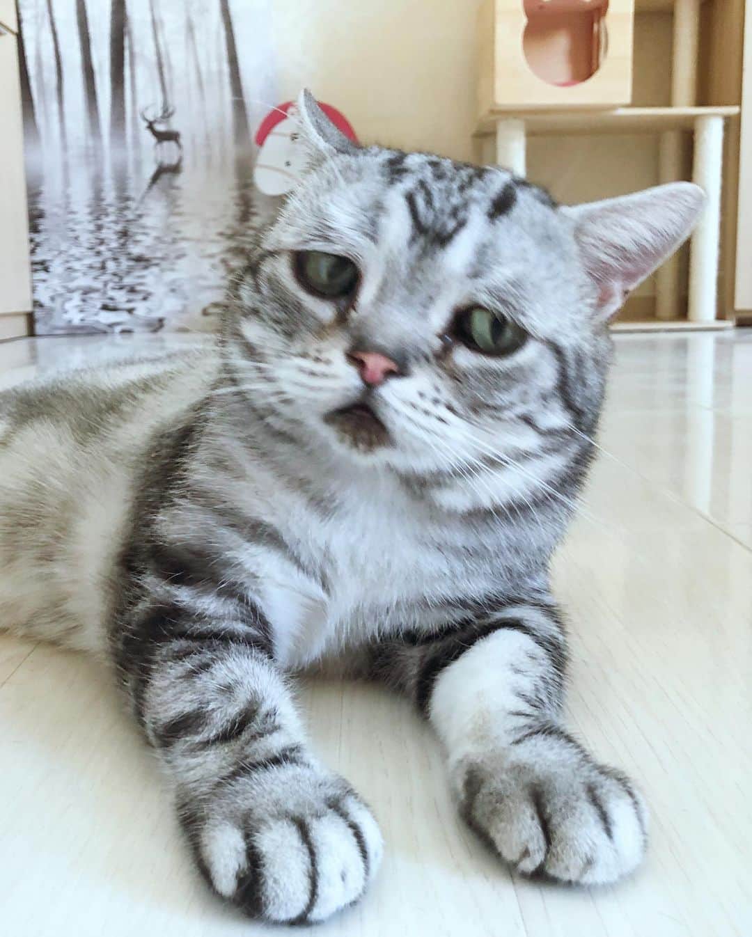 ルフさんのインスタグラム写真 - (ルフInstagram)「#luhu:"monday again,sleepy ..." - - #cat #cute #sadcat #cats_of_instagram #angel #adorable #lovely #funny」9月2日 13時31分 - lanlan731