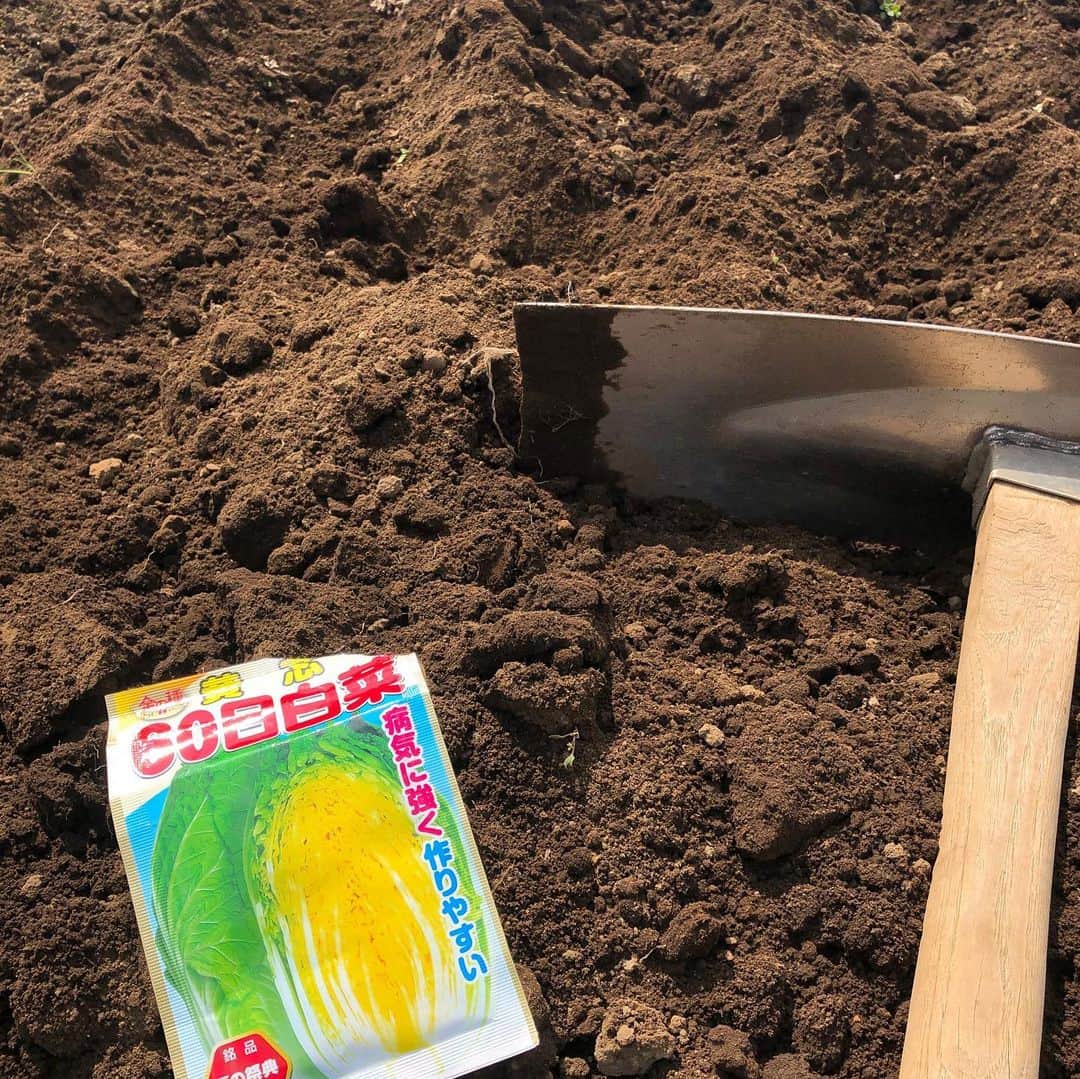 加藤紀子のインスタグラム：「「今夜は冷えるから鍋にでもしようか？」なんて言いながら食べる白菜の種を汗だくになりながら蒔く不思議😆  畑は冬支度の始まり〜  と思って土掘ったら モグラ道発見😳💦 #カトノリ農園  #畑からこんにちは」