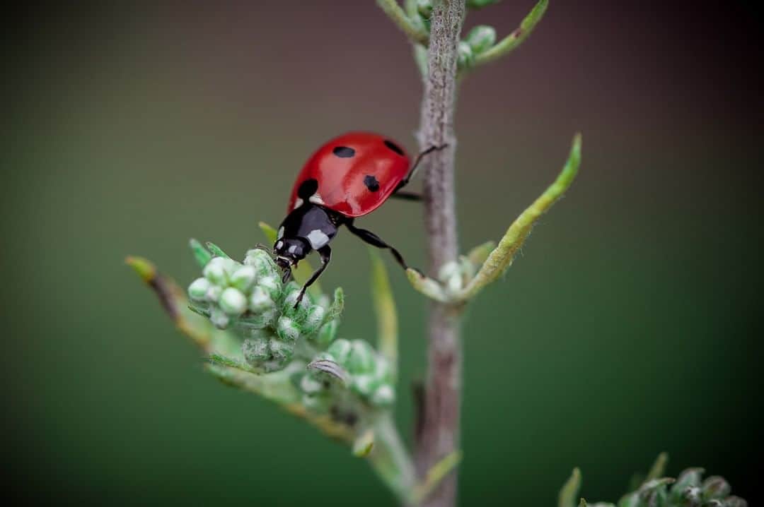 Nikon Australiaさんのインスタグラム写真 - (Nikon AustraliaInstagram)「"One of my most memorable photos would have to be of this darling lady beetle. As a macro enthusiast I had been chasing a beautiful lady beetle shot for a while.  On this day I went into an area of wasteland near my house in search of interesting plants and bugs and I spied a couple lady beetles scurrying up and down this plant. I sat for hours watching them, taking my time to get to know their movements and making sure I had the right settings until I got this shot, which I am so proud of!  I loved her movement and grace and I was so excited to have bagged such a beautiful pose." - @sklphotographs  Camera: Nikon #D700  Lens: AF-S VR Micro-Nikkor 105mm f/2.8G IF-ED  Settings: f/6.3 | 1/320s | ISO 800  #MyNikonLife #Nikon #NikonAustralia #NikonTop #Photography #DSLR #WildlifePhotography #MacroPhotography」9月2日 14時30分 - nikonaustralia