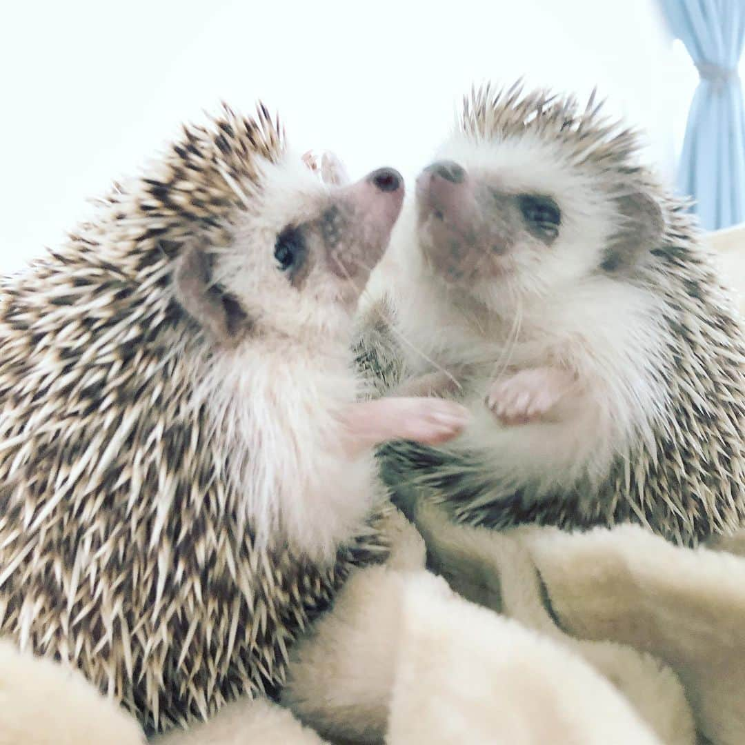 あずきさんのインスタグラム写真 - (あずきInstagram)「Mirror mirror on the wall, who's the fairest of them all?🦔💕 ミラープレイ中の もなさん😂 . ハリネズミは視力がかなり悪いと言われていますが、鏡の中の自分はわかるのかな？ . . . #mirrormirroronthewall  #鏡よ鏡  #はりねずみ #ハリネズミ #hedgehog #pygmyhedgehog #lovelypet #cuteanimals #はりねずみのもなか #hedgie #Hérisson #고슴도치 #刺猬 #hedgehogazuki  #hedgehogsofinstagram #animaladdicts #cuddles #meowed #petscorner  #cutepetclub #worldofcutepets #animalvibes」9月2日 14時39分 - hedgehog_azuki