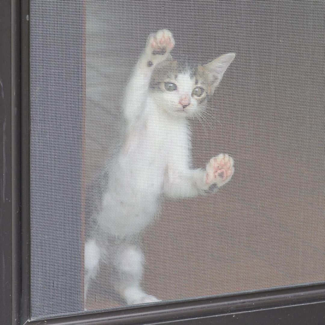 やふさんのインスタグラム写真 - (やふInstagram)「ちょうど6年前、2013年8月31日のぼく。 . #cat #neko #catlovers #catsofinstagram #catstagram #instacat #猫 #ねこ #ネコ #保護猫 #京太」9月2日 14時34分 - kyafy