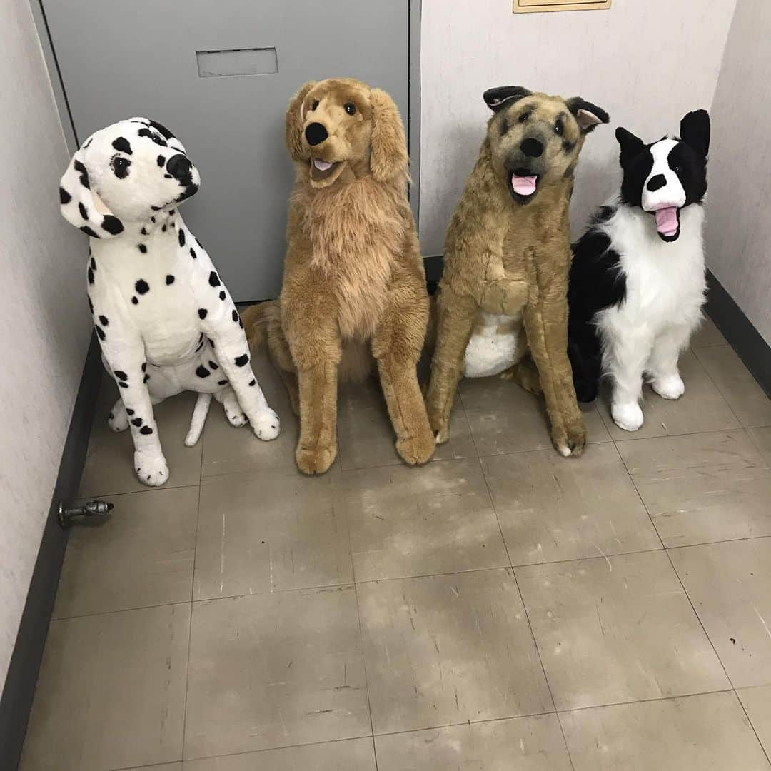 KEN KAGAMIさんのインスタグラム写真 - (KEN KAGAMIInstagram)「新しい仲間が増えました！  I got new dogs!」9月2日 15時24分 - kenkagami