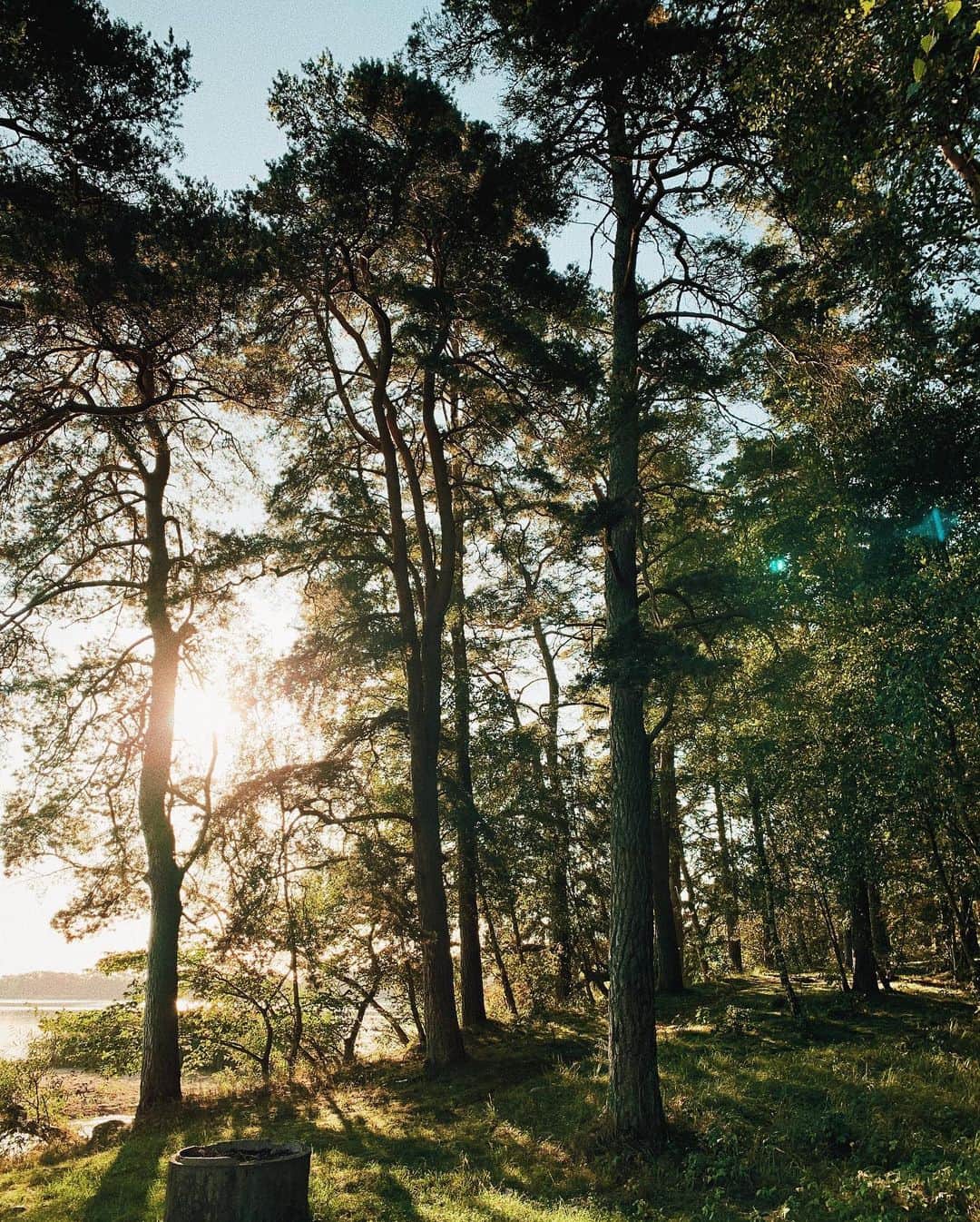 のインスタグラム：「[Anzeige] Got on the ferry from Rügen to Sweden yesterday for a road trip through Skåne and this is where I randomly landed the first night! Check my stories for more 🌲🌳🌲 @visit_skane #makeitskåne #roadtripskåne #visitskane #visitsweden」