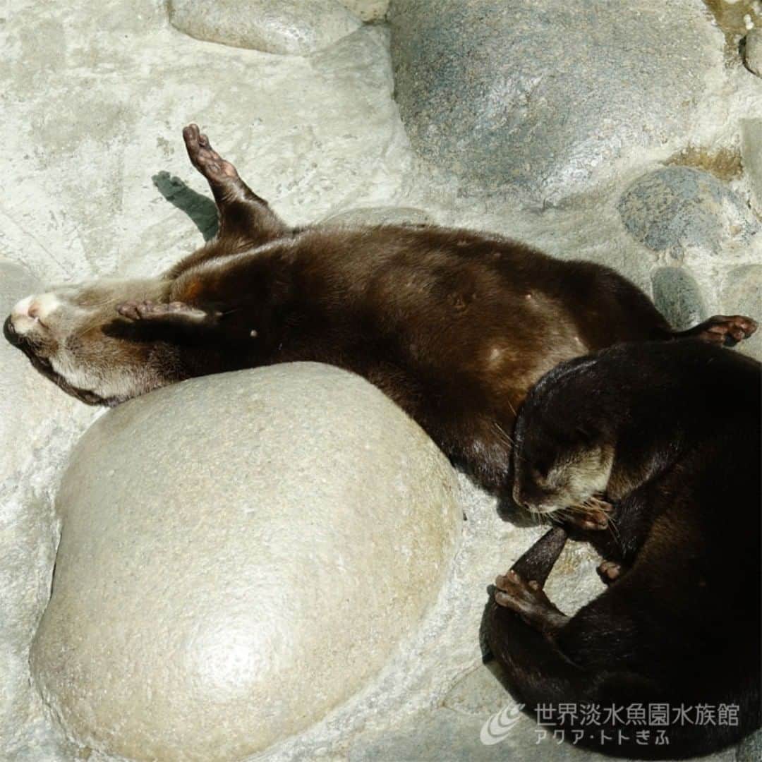 世界淡水魚園水族館 アクア・トト ぎふのインスタグラム：「仲良しなのにちょっと･･･と隣にいらっしゃったお客様のつぶやき。 えぇ、はい･･･。私は何も言えませんでした。  #アクアトト #アクアトトぎふ #アクアトト岐阜 #コツメカワウソ #寝相 #aquatotto #aquarium」