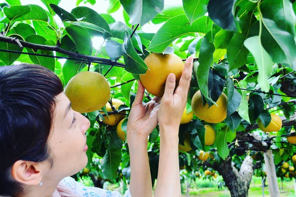 のインスタグラム：「味わって！ 梨狩り 福島市郊外のフルーツライン周辺の果樹園では、9〜10月にかけて梨狩りが楽しめます。「幸水」は9月初旬から中旬、「豊水」は9月中旬から10月上旬、「二十世紀」は9月下旬から10月中旬に収穫を迎えます。 #福島市 #梨 #フルーツ狩り #梨狩り #福島 #ふくしま #ふくしまからはじめよう #味わって #japanfood #fukushimafood #fukushima #traveljapan #futurefromfukushima #japantrip #fukushimatrip #art_of_japan #instagramjapan #japan_of_insta  #insta_fukushima  #special_spot_」
