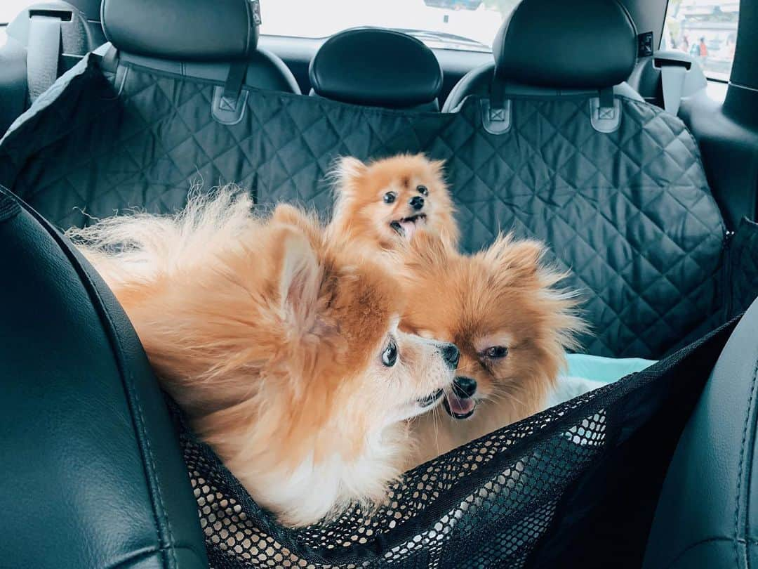 r_oseさんのインスタグラム写真 - (r_oseInstagram)「Poor little Queenie🦁〰️ eyes infection🚨 while another two are having blood test, just following up the case🐻🦁 #carride #vettrip 🚐」9月2日 17時12分 - r_ose