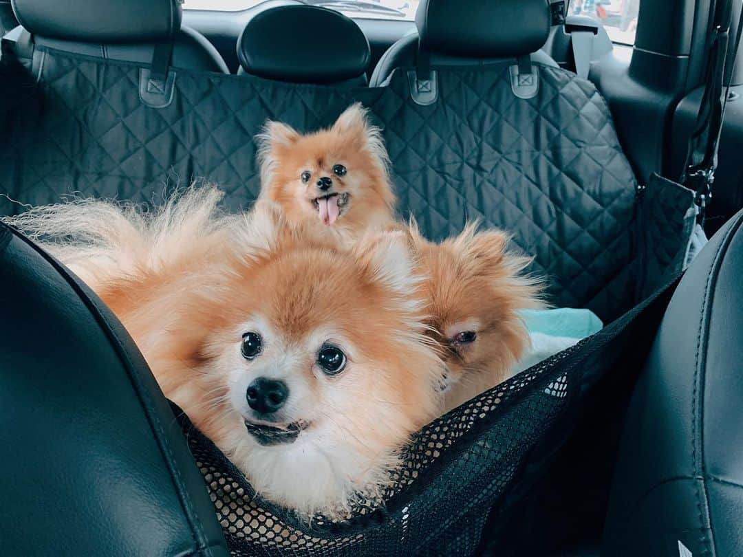 r_oseさんのインスタグラム写真 - (r_oseInstagram)「Poor little Queenie🦁〰️ eyes infection🚨 while another two are having blood test, just following up the case🐻🦁 #carride #vettrip 🚐」9月2日 17時12分 - r_ose