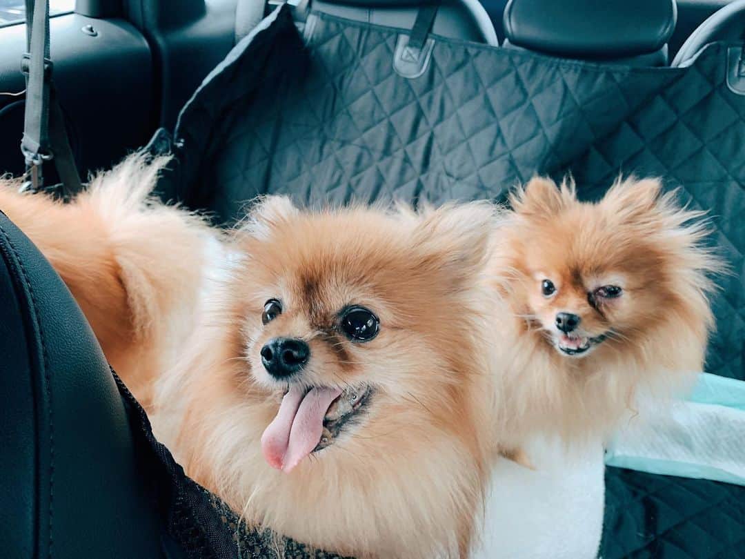 r_oseのインスタグラム：「Poor little Queenie🦁〰️ eyes infection🚨 while another two are having blood test, just following up the case🐻🦁 #carride #vettrip 🚐」
