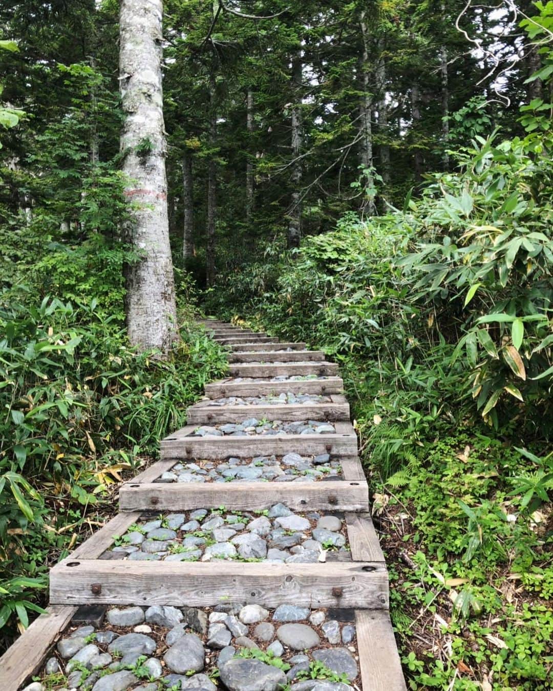 Rediscover Fukushimaさんのインスタグラム写真 - (Rediscover FukushimaInstagram)「Some photos my friends took during their hike in Oze National Park at the weekend. It looked beautiful! I really want to go!!」9月2日 17時16分 - rediscoverfukushima