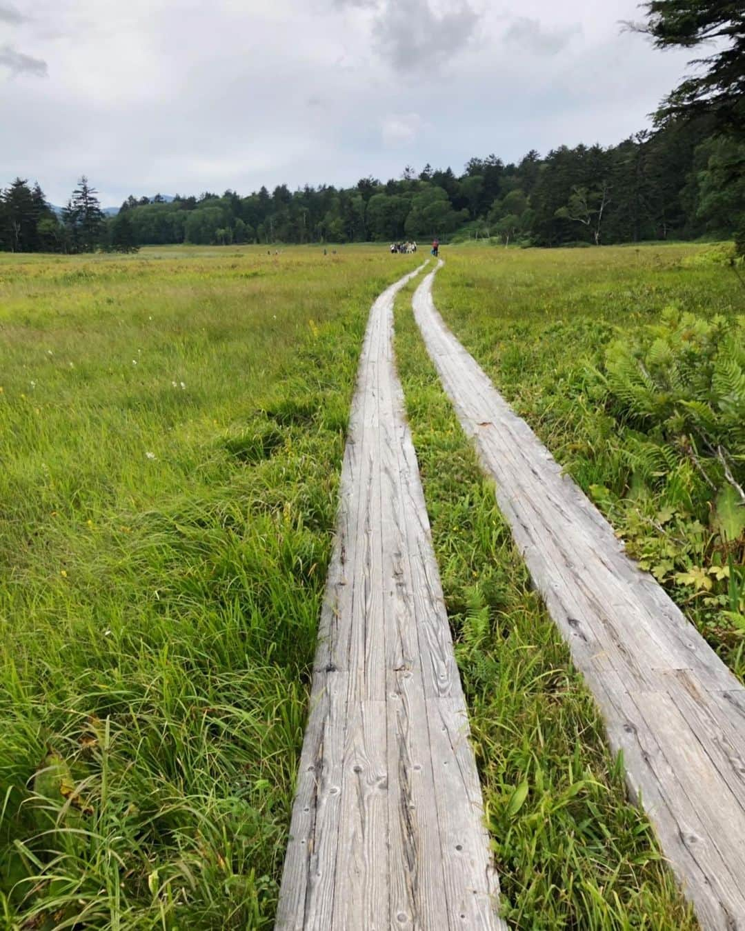 Rediscover Fukushimaさんのインスタグラム写真 - (Rediscover FukushimaInstagram)「Some photos my friends took during their hike in Oze National Park at the weekend. It looked beautiful! I really want to go!!」9月2日 17時16分 - rediscoverfukushima