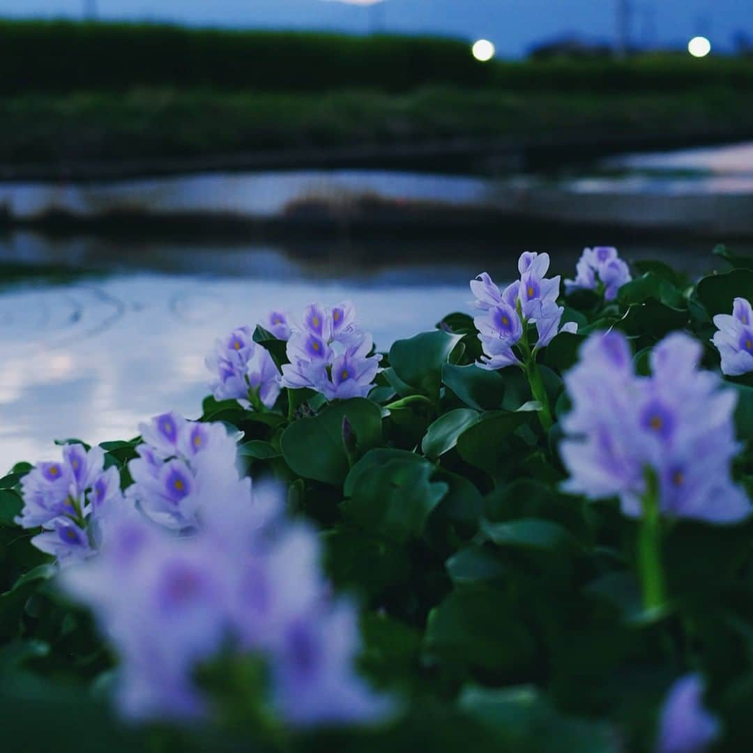 KANEBO OFFICIALさんのインスタグラム写真 - (KANEBO OFFICIALInstagram)「GOODBYE SUMMER たそがれ時。ひと夏の終わり。 Sentimental purple sunset. 写真提供:@bois_yu #lifestyle #summer #river #sky #flower #summernight #nature #beautiful #travel #sunset  #sunsetlovers #photo #豊かな生活 #贅沢な時間 #丁寧な暮らし #暮らしを楽しむ #夏の夜 #景色 #自然 #夕日 #夕焼け #ホテイアオイ #イマソラ #日本 #写真 #旅 #夏の終わり #夕暮れ #kaneboglobal #kanebo」9月2日 17時31分 - kaneboofficial