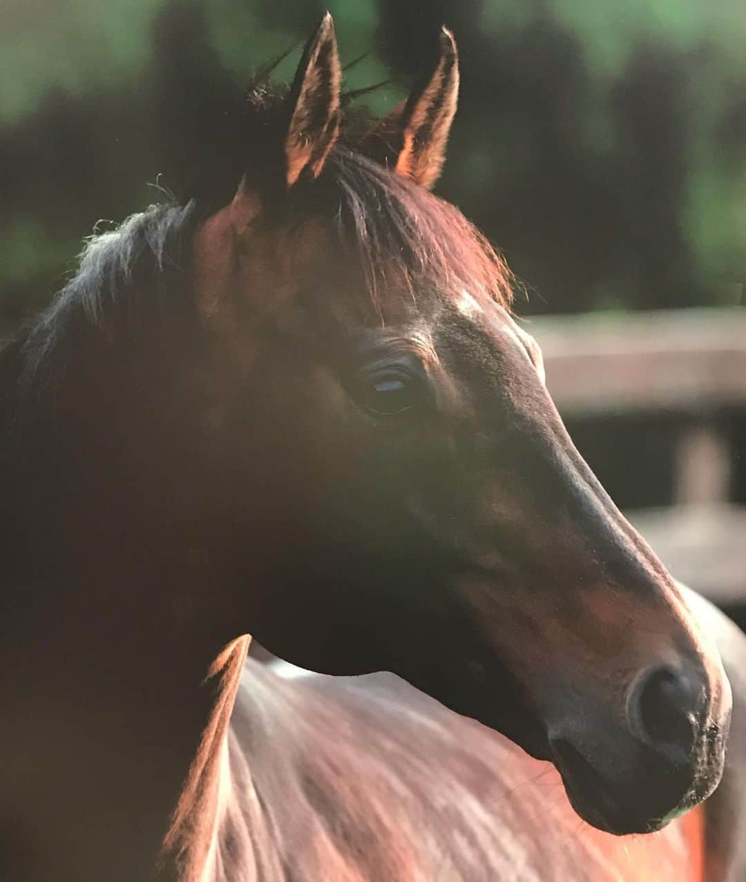 香里奈さんのインスタグラム写真 - (香里奈Instagram)「Memories from my summer vacation ✨  I visited Tokyo Racecourse for meet him !! 😇✨ #香里奈 #karina  #legendhorse #deepimpact  #kingkamehameha  #tokyoracecourse #東京競馬場 #献花 #献花後に見知らぬおじ様からdeepの写っている昔のカレンダーとウォッカのgoodsをいただいた ！！ #ありがとうございます ！！ #deepの顔は左側はcool #右側はcute #youwillalwaysbemyhero #loveyou」9月2日 18時05分 - karina_official_221