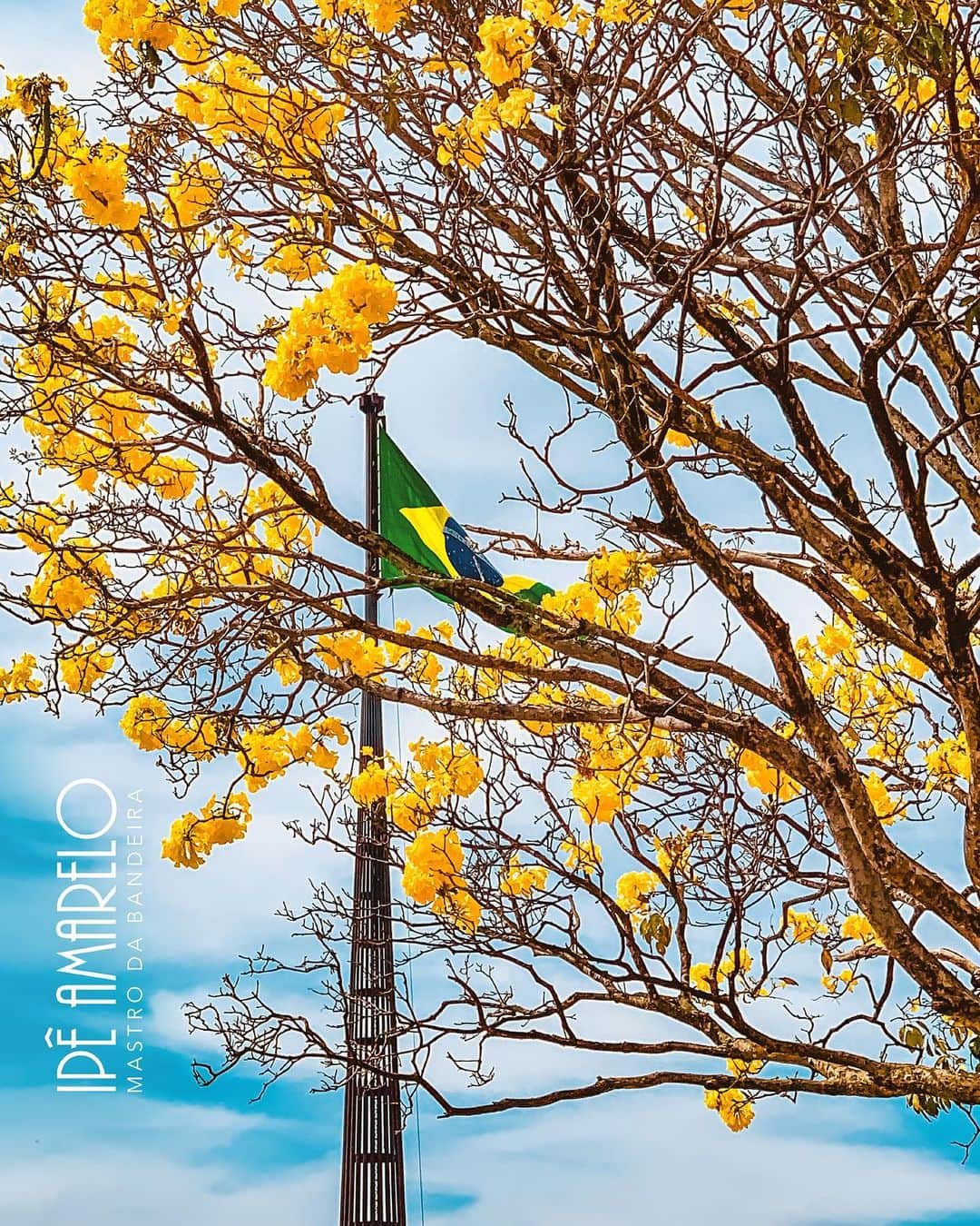 ジルマ・ルセフさんのインスタグラム写真 - (ジルマ・ルセフInstagram)「A florada dos ipês enche Brasília de cores. As árvores já fazem parte da identidade urbana da capital e sempre estão nas fotos de moradores e turistas.  #brasilia #ipeamarelo #planalto」9月3日 4時58分 - presidenciadobrasil