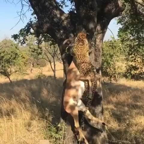 WildLifeのインスタグラム：「You really have to see it to believe the strength of a leopard! Ulusaba, #SouthAfrica Video by @liamburr_wildlife」