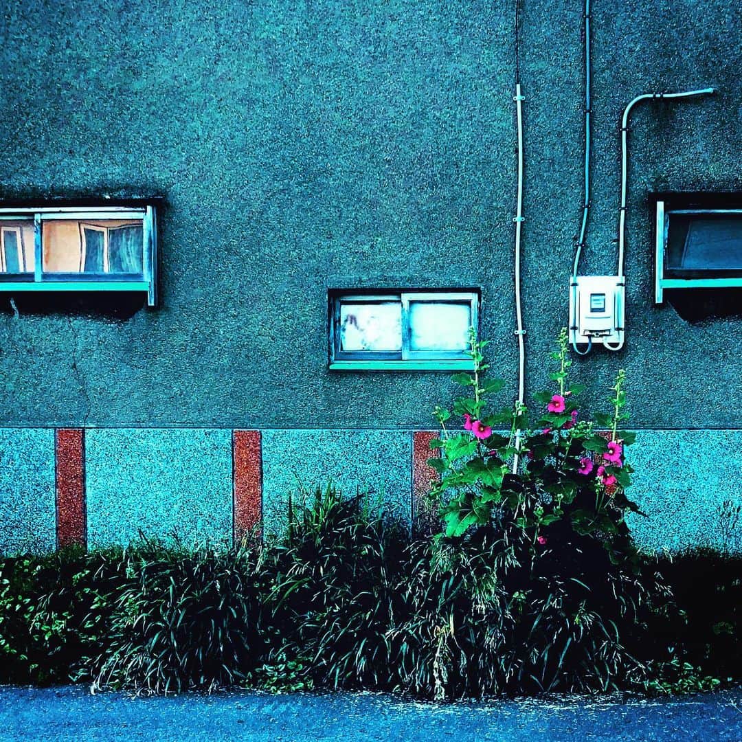 江田由紀浩さんのインスタグラム写真 - (江田由紀浩Instagram)「近所。なんてことないけどね、撮っちゃう。」9月3日 4時35分 - eda_yukihiro