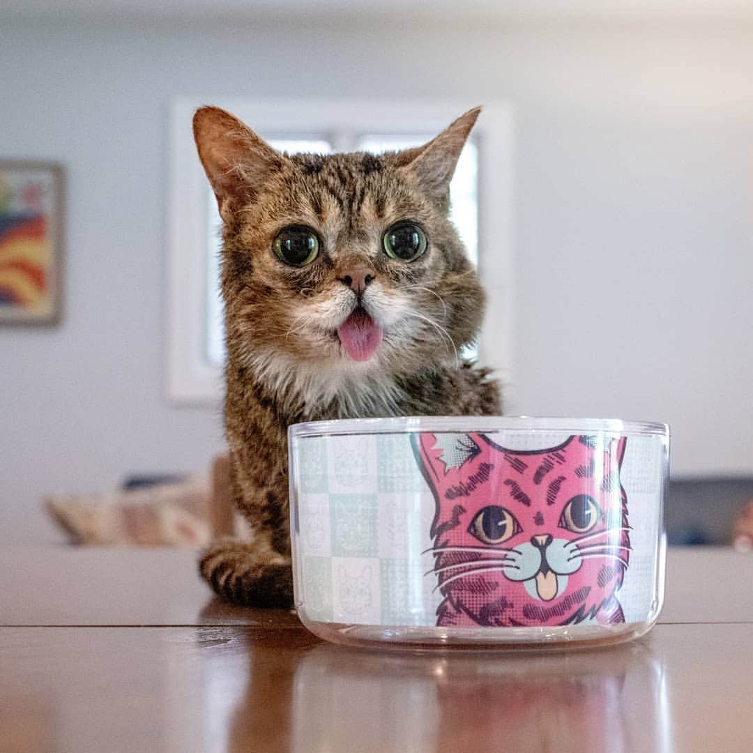 Lil BUBさんのインスタグラム写真 - (Lil BUBInstagram)「Amazing new stuff in the BUB STORE, just in time for BUB's Labor Day Sale at the link in BUB's bio (www.lilbub.com/store) 15% off everything plus free US Shipping on orders over $40. As always, a portion of all proceeds helps special needs pets. #bubstuff #goodjobbub #lilbub」9月3日 4時35分 - iamlilbub
