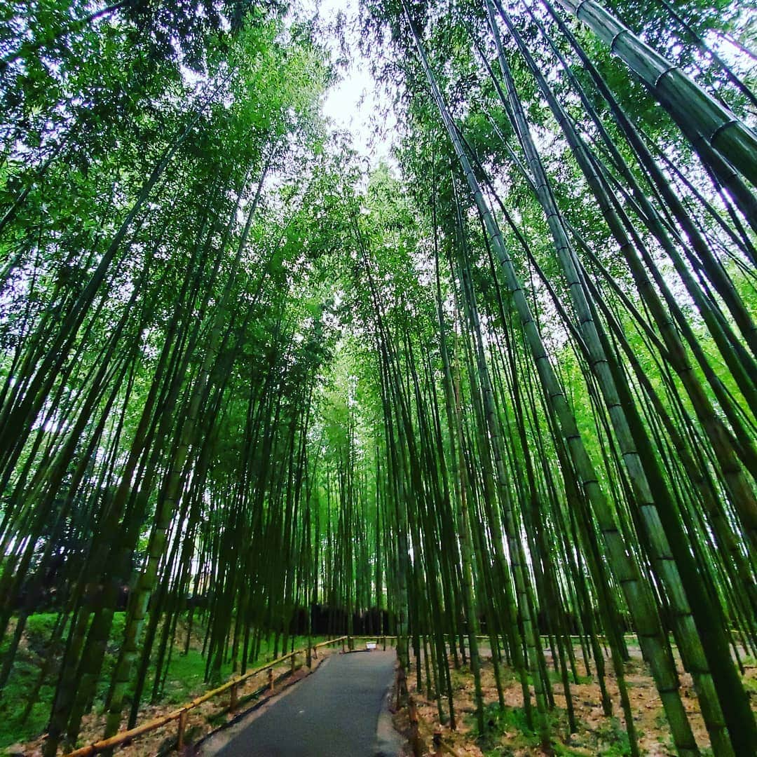 neokazumiさんのインスタグラム写真 - (neokazumiInstagram)「﻿ 雨の(大雨の)京都ぶらり旅﻿ ﻿ 若い子から写真の撮り方学んだり  御朱印帳デビューしたり  贅沢なお寿司頂いたり  みちちゃんと2人きりの旅となりました (笑)💓 ﻿ #伏見稲荷大社#竹林の小径#御朱印帳デビュー #渡月橋は興味無し#さえ㐂#八坂庚申堂#嵐山」9月2日 20時04分 - neokazumi