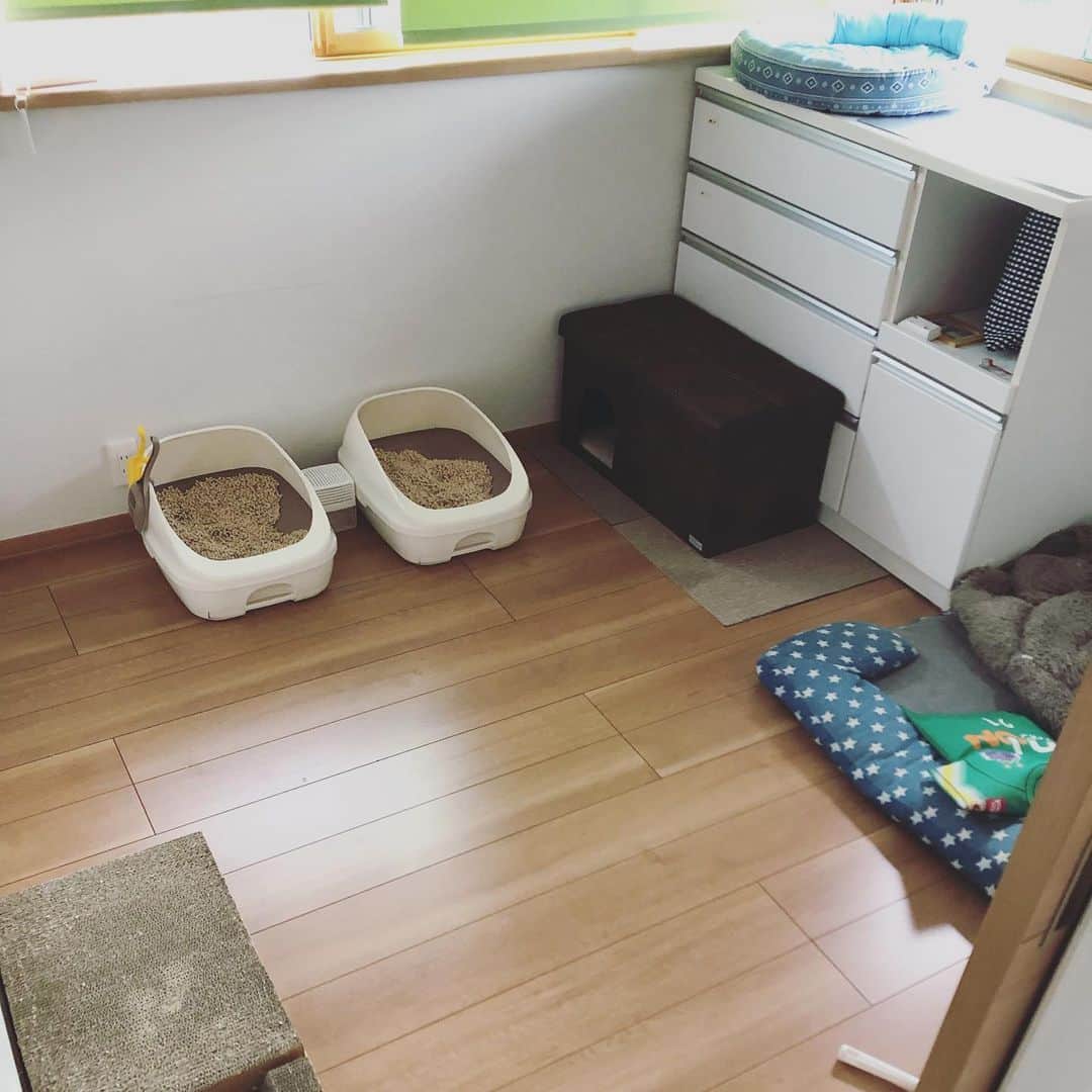 廣永遼太郎さんのインスタグラム写真 - (廣永遼太郎Instagram)「もうすぐ1歳の娘のぽにょが少し歩けるようになってきたのでこれからたくさん動けるように模様替えです。 ぽにょを囲っていたベビーサークルでバルーの空間を作りました。テレビを囲うことでぽにょにとってもテレビを離れて見せれるので良いかなと。 1番悩んでいたバルーのトイレは2階の僕の部屋に持って行きました。 サークルで簡単に囲っただけなのでこれでバルーにとって良い空間になるかはまだわからないですし、トイレを移動されたバルーのストレスも気になりますが現段階ではこれが家族皆にとってのハッピーなのかなと思います。 なにぶん初めてのことなので気になることがあればアドバイスお願いします🥰 Room makeovers. #メインクーン #サイベリアン #長毛種 #大型猫 #ねことあかちゃん #ねことこども #carazベビーサークル  #mainecoon  #siberiancat  #catstagram  #instacat」9月2日 20時17分 - ryotaro.h_32