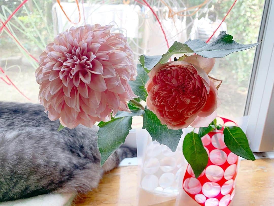坂本美雨さんのインスタグラム写真 - (坂本美雨Instagram)「なまこの選んだ花器と、合わせて選んだお花。 と、洗濯物と、窓の落書きと、婦人と。 #cat #サバ美」9月2日 20時55分 - miu_sakamoto