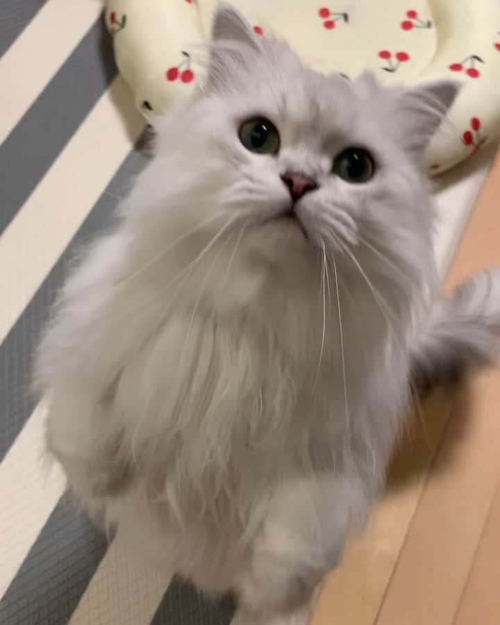 후추네큰언니のインスタグラム：「#후추냥냥 #Hoochumeow 힝구 넘나 귀여운 우디 후츄츄 🥰 생일기념 오랜만에 먹는 습식에 눈빛 초롱초롱 두발로 섰따 😍 . . . . . #후추  #고양이  #냥스타그램 #캣스타그램  #Hoochu #Hoochuthecat #cat #cats #catstagram #catsofinstagram #topcatphoto #bestmeow #ilovecat #cute #fluffy #petstagram #instacats」