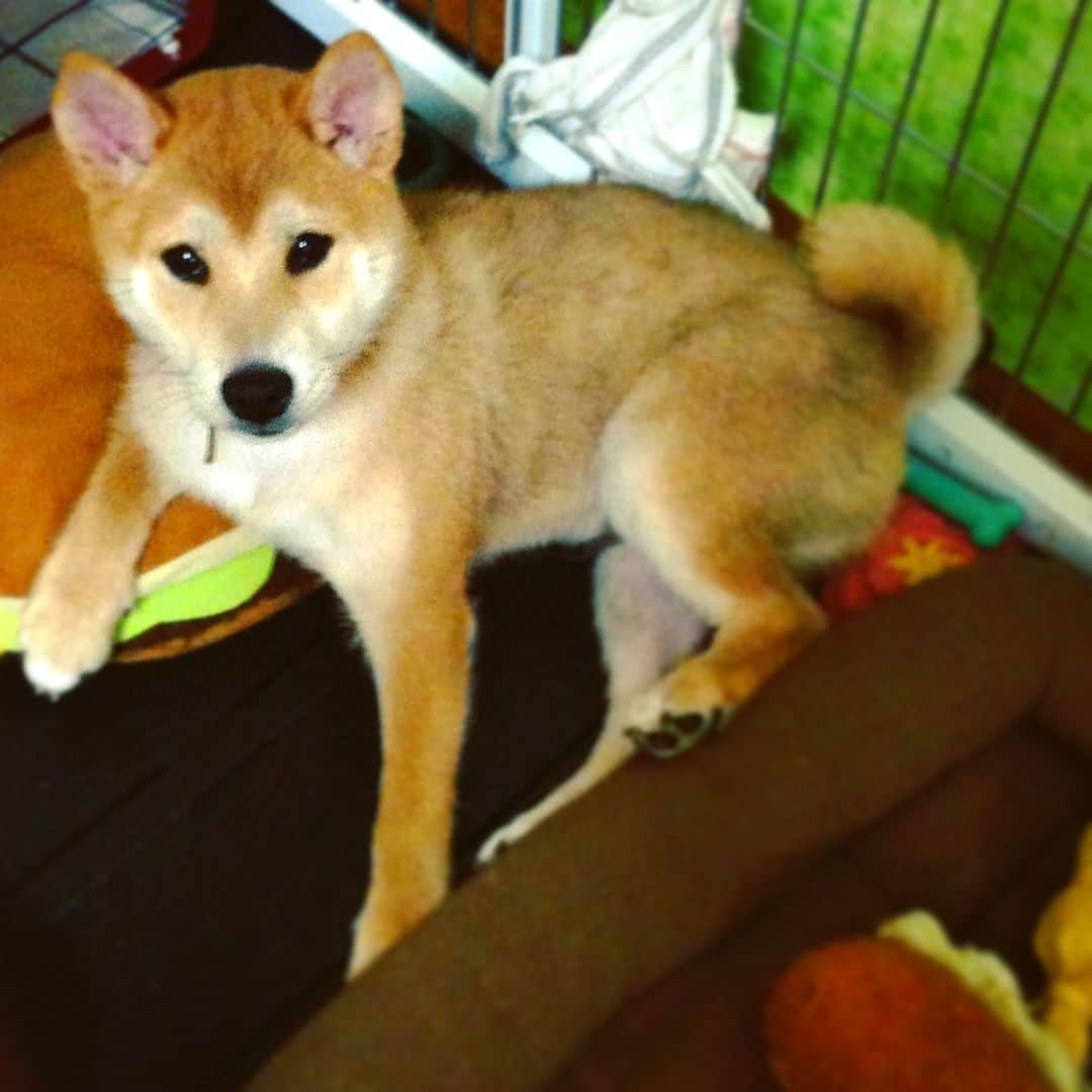 Hanamichi ＆ ℕㆁℜ〡ｋㆁ♡のインスタグラム：「はなみちくん2010年。 赤ちゃん犬でも成犬でもない 中途半端な子犬時代。  Not a baby dog ​​or an adult dog  Half-finished puppy era  #人間で言ったら中学生くらい #アオハル反抗期 #2010 #shiba #dog #柴犬 #しばいぬ #子犬 #わんこ #puppy #love #cute  #shibainu #dogstagram」