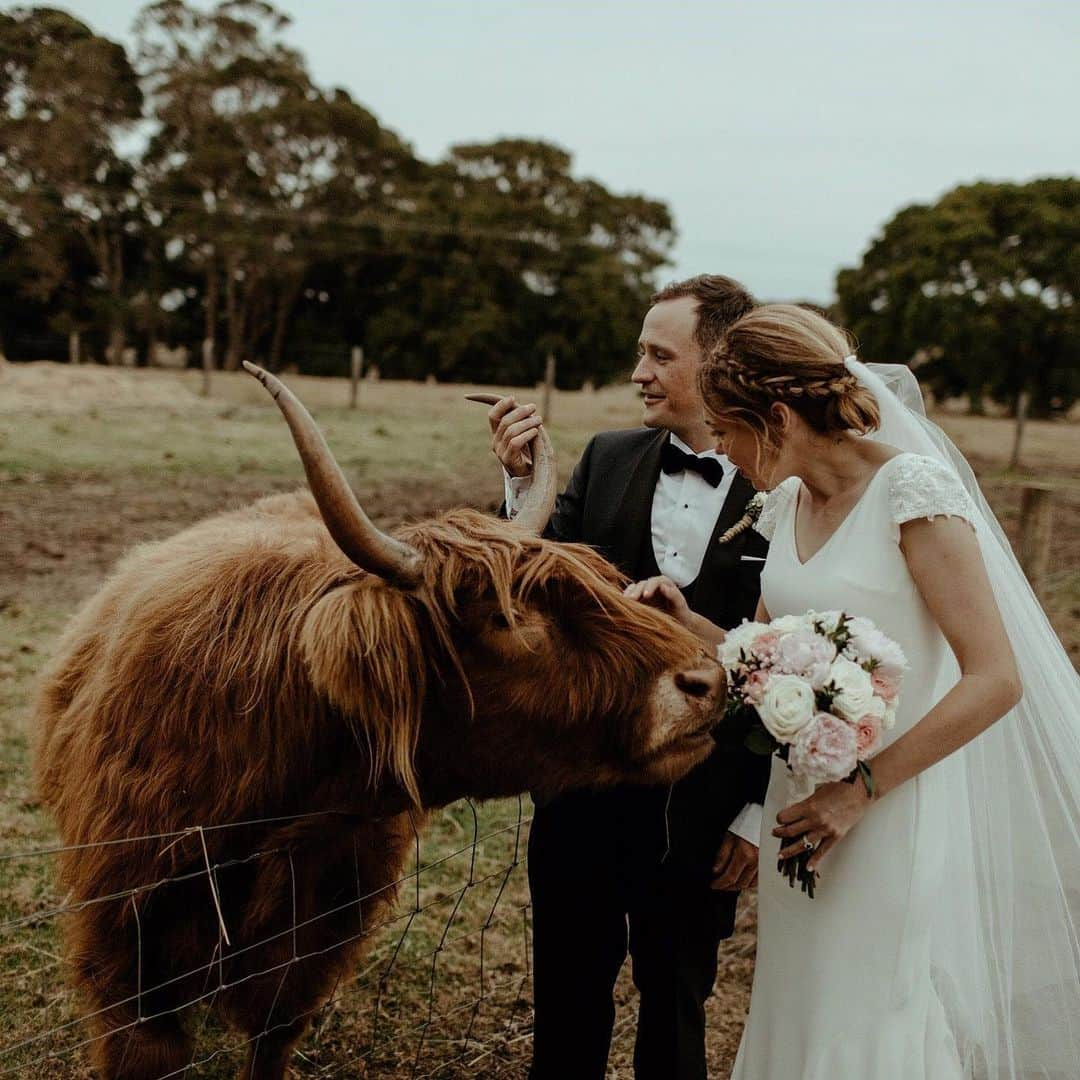 Pronoviasさんのインスタグラム写真 - (PronoviasInstagram)「One of our #PronoviasBrides & his husband meeting a new furry friend on their wedding day! She chose the Dralan dress at @samanthaawynne Photography @kellyharwoodphotography」9月2日 21時16分 - pronovias