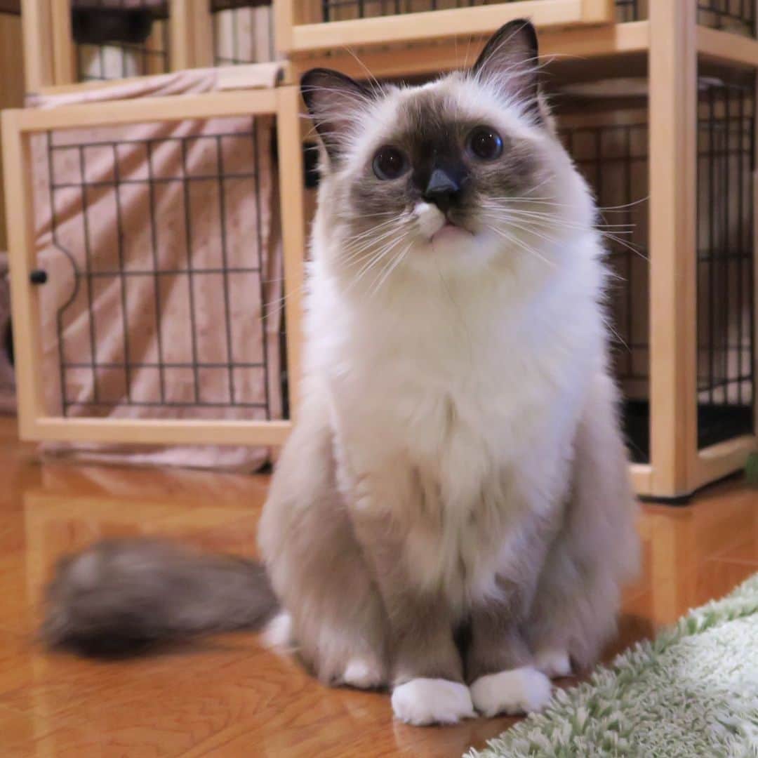 takegaeruのインスタグラム：「過去写真 甘えんぼ顔のランちゃん😽 #cat #猫 #ragdoll #ラグドール #ホワイトポッチーズ」