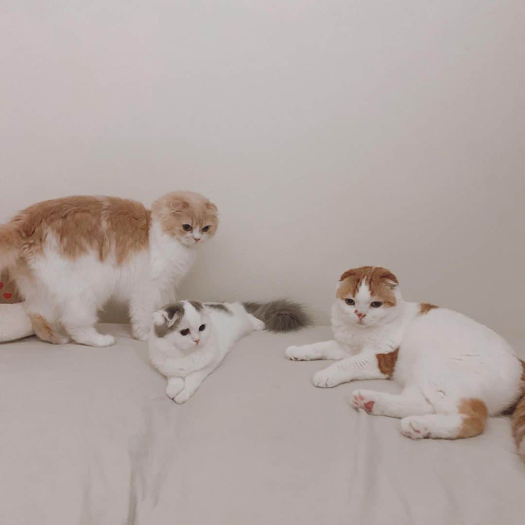 のんたのインスタグラム：「久しぶりの3ショット 早めに寝る準備をしてみんなで遊びました🐾 ・ #scottishfold #catstagram_japan #catsofinstagram #cats_of_instagram#catoftheday #ilovemycat #bestmeow #catlover #cutecat #kittensofinstagram #cute #スコティッシュフォールド#brotherandsisters#lovely」