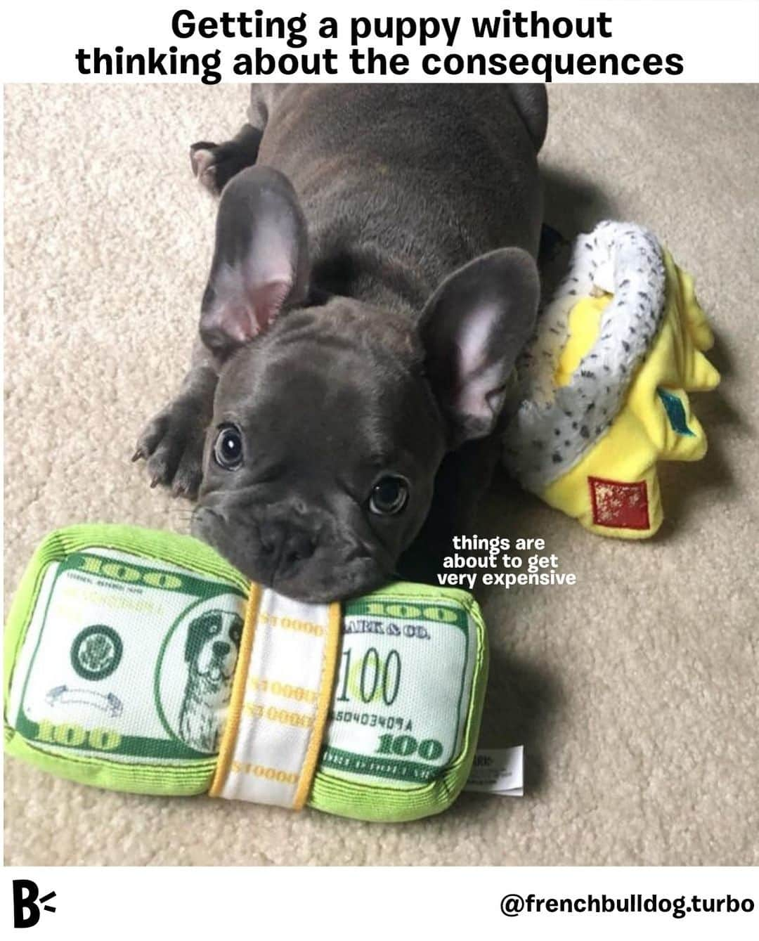 BarkBoxさんのインスタグラム写真 - (BarkBoxInstagram)「It seems our hearts were bigger than our wallets.⁠ ⁠ @frenchbulldog.turbo」9月2日 22時00分 - barkbox