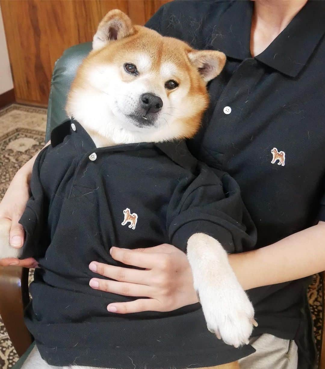 shibainu berryのインスタグラム