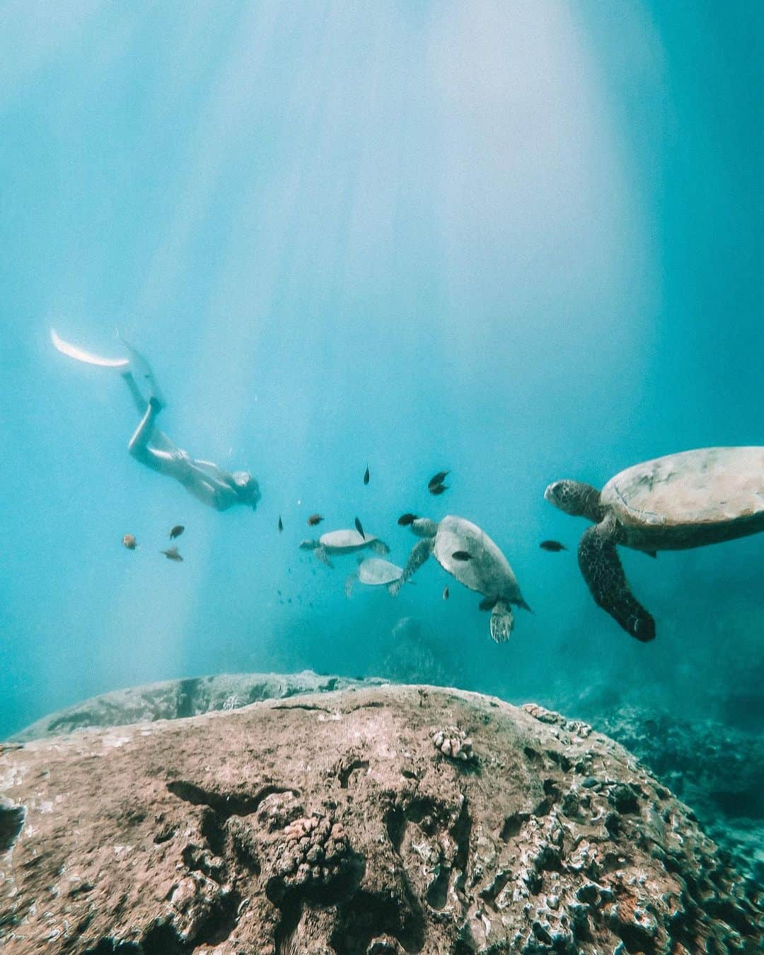 RUI ONUMAさんのインスタグラム写真 - (RUI ONUMAInstagram)「ㅤㅤㅤㅤㅤㅤㅤㅤㅤㅤㅤㅤㅤ Swim with sea turtle🐢🌊 ㅤㅤㅤㅤㅤㅤㅤㅤㅤㅤㅤㅤㅤ 今日バリから帰国したよん🌴 ストーリーまだ追いついてないから バリのこと更新してくから見てね！w ハイライトにもまとめたよ〜！✔️ ㅤㅤㅤㅤㅤㅤㅤㅤㅤㅤㅤㅤㅤ 写真はハワイで @hawaiitaro に 連れて行ってもらったシュノーケリングスポット！ ウミガメが4匹も🤣 かめさん良すぎてびびる位w 感動的な景色だったー😭 ㅤㅤㅤㅤㅤㅤㅤㅤㅤㅤㅤㅤㅤ ㅤㅤㅤㅤㅤㅤㅤㅤㅤㅤㅤㅤㅤ ――――――――――――― ㅤㅤㅤㅤㅤㅤㅤㅤㅤㅤㅤㅤㅤㅤㅤㅤㅤㅤㅤㅤㅤㅤㅤㅤㅤㅤ 🗺 #ハワイ #Hawaii ㅤㅤㅤㅤㅤㅤㅤㅤㅤㅤㅤㅤㅤ ――――――――――――― ㅤㅤㅤㅤㅤㅤㅤㅤㅤㅤㅤㅤㅤ #おーぬまんHawaii旅」9月2日 22時31分 - onumaaan