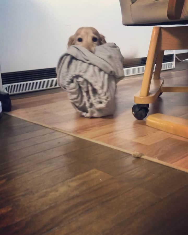 のインスタグラム：「８月は超絶忙しかったぁ…😭 マロ🐶も#洗濯運びに 忙しいかったのかな？😅 #動くマロン #運び屋さん 🐕💨 #movie 🎥 チャッチャカ〜 チャッチャカ🐕💨 #わるさ した時は足音でわかる🐾 #Mダックス#ダックス#わんすたぐらむ #ミニチュアダックス #親父犬#シニア犬#ミニチュアダックスフンド #ミニチュアダックスクリーム#短足部 #短足犬#💕#カニンヘンダックス #ダックス13歳#カニンヘンダックスフンド#犬は家族#犬のいる生活#インスタでわんこみるのが日課 ♡♡」