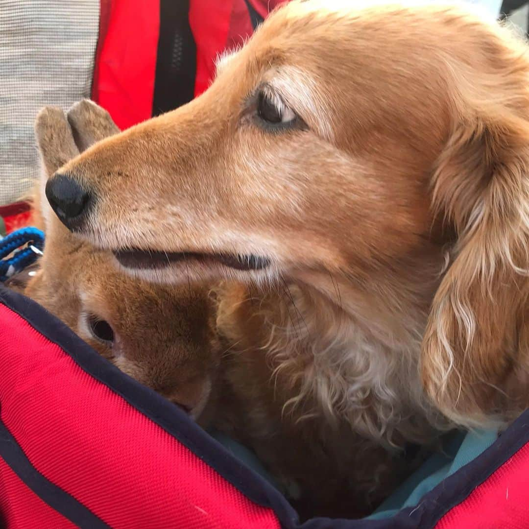 Chieko Shibutaさんのインスタグラム写真 - (Chieko ShibutaInstagram)「たろー🐶&うじゃこ🐰地方☀️ 夏休み中 大混雑の 近くの アウトレット さんぽ🌱 誰もいない〜 ちょっと緊張💓🐰✨ 💕✨🐶🍀🐰✨💕 #dachshund #dachshunds #dachshundlove #dog #dogs #doglove #instadog #instagram #instagood #pet #pets #petsagram #cute #cutepe #cutepet #cutedog #cuteanimals #likes #09076999576 happy #smile #rabbit #ラビット #ミニュチュア #ミニュチュアダックス  #ミニュチュアダックスフント #うさぎ部 #うさぎ #ダックス #ダックスフンドロングヘアー#ねざーらんどわーふ」9月2日 23時01分 - chieko.81