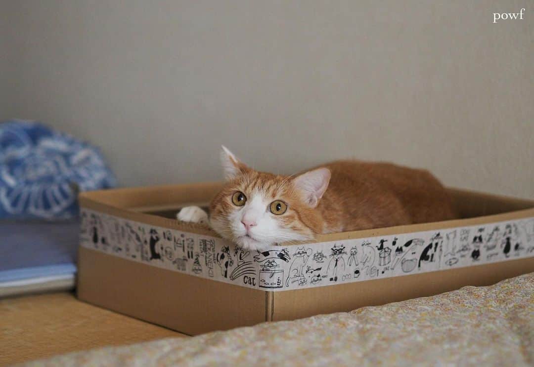 anemone_69のインスタグラム：「. #ハカセとキョウジュ #茶トラ白 #茶白 #cat #猫 #保護猫 . . .」
