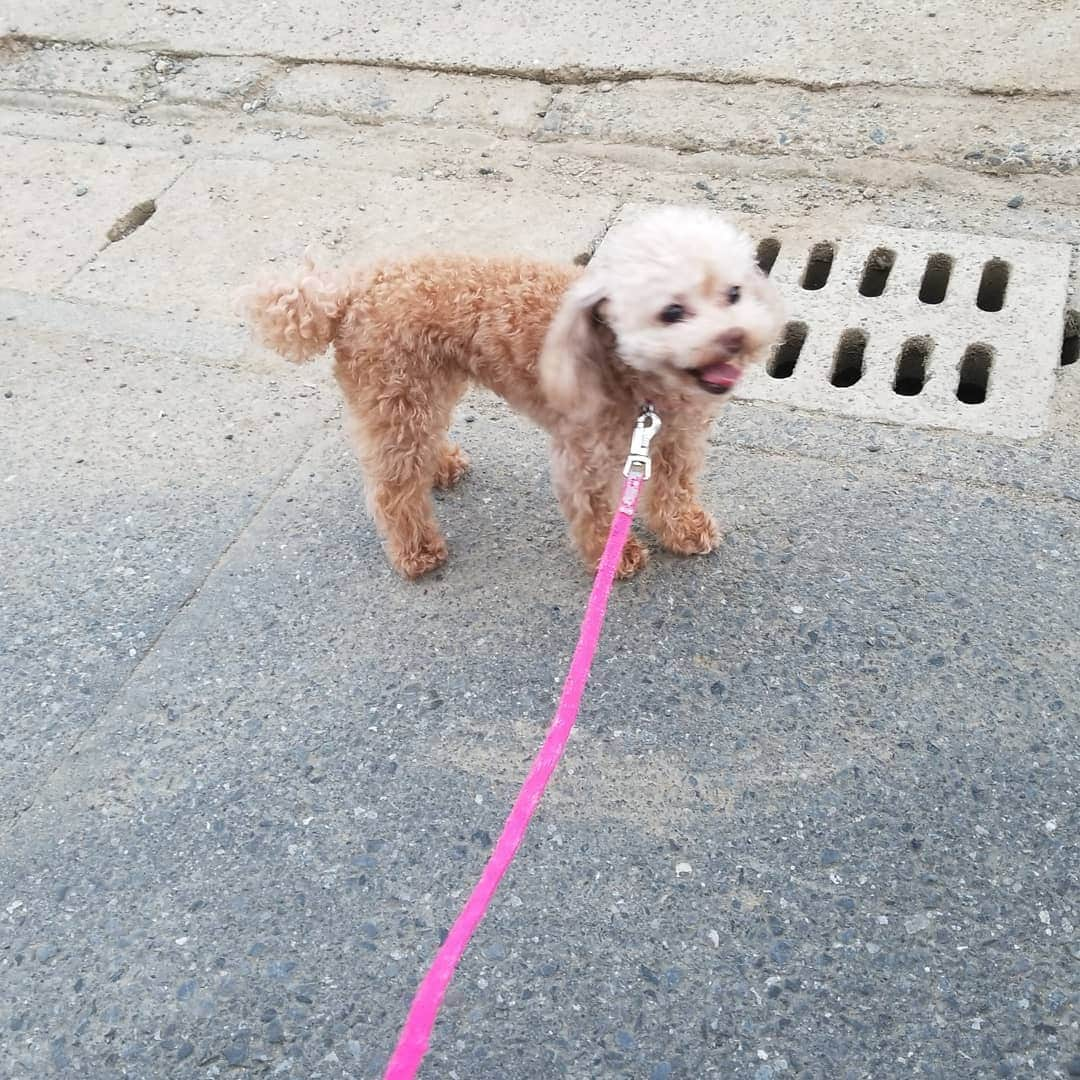 池田夏希さんのインスタグラム写真 - (池田夏希Instagram)「こむぎちゃんとお散歩🐶🐾 . お散歩の時こむぎはいつも笑顔☺💕 ニコニコしてるように見えるし、沢山お喋りするから恥ずかしいけど可愛い😂✨ 一生懸命歩く姿がたまらない😍 . #こむぎ #愛犬 #お散歩 #笑顔 #嬉しいのかな #ニコニコ #沢山お喋り #恥ずかしいけど可愛い #一生懸命 #歩く #たまらない #癒し #トイプードル #ティーカッププードル #いぬすたぐらむ #えぶりどっぐ #komugi #mydog #stroll #smile #talk #cute #healing #toypoodle #teacuppoodle #dogstagram #dogsofinstagram #everydog #instadog」9月2日 23時06分 - natsukiikeda624