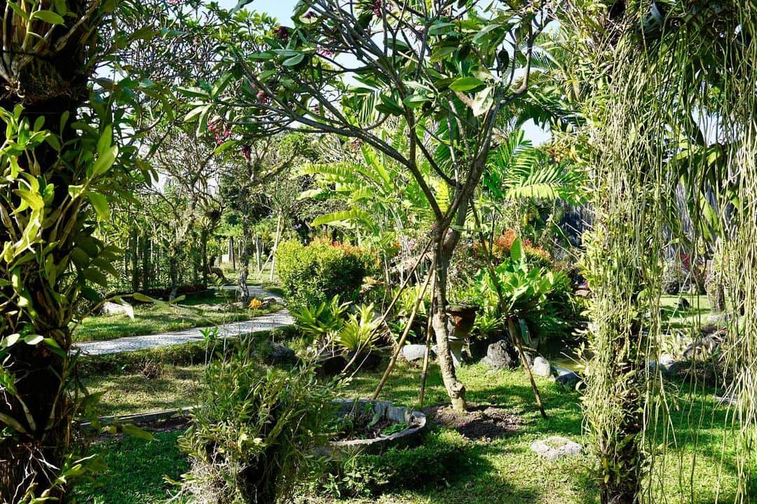 タビア・アルトさんのインスタグラム写真 - (タビア・アルトInstagram)「By discovering nature, you discover yourself! 🌸 ~Maxime Lagacé~  #bali #orchidgarden #sanur #denpasar #nature #flowers #beautyofnature #holiday #smile #positive #goodvibes #summer #beyourself」9月2日 23時16分 - tabeaalt