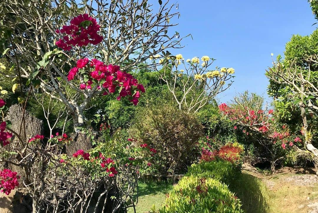 タビア・アルトさんのインスタグラム写真 - (タビア・アルトInstagram)「By discovering nature, you discover yourself! 🌸 ~Maxime Lagacé~  #bali #orchidgarden #sanur #denpasar #nature #flowers #beautyofnature #holiday #smile #positive #goodvibes #summer #beyourself」9月2日 23時16分 - tabeaalt