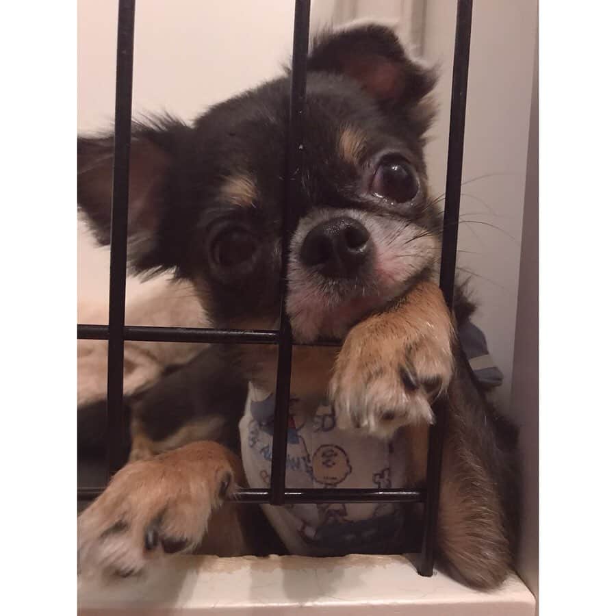 のインスタグラム：「眠いのかな(・∀・)？！ 目がうるうるしてる♡ . . . . #愛犬 #愛犬🐶 #愛犬家 #愛犬との暮らし #ちわわん #ちわわ部 #ちわわ #ちわすたぐらむ #ちわわ親バカ部 #ちわわ大好き #チワワちゃん #チワスタグラム #チワワ #チワワ部 #チワワラブ #チワワ画像 #チワワ大好き #dog #dogstgram #dogstagram」