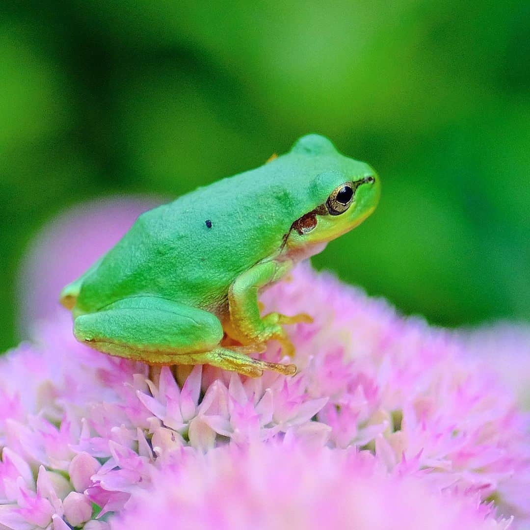 松村太郎のインスタグラム：「#カエル #🐸 #frog」