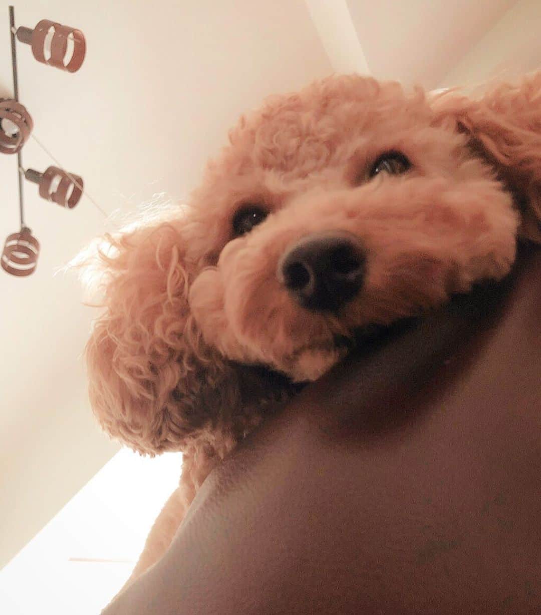 のインスタグラム：「退屈そうな こっちゃん🐶 ・ ・ #dog#dogstagram#dogs#doggo  #doglover#poodle#poodlelove#pet #トリミング#トイプ#トイプードル#🐶」