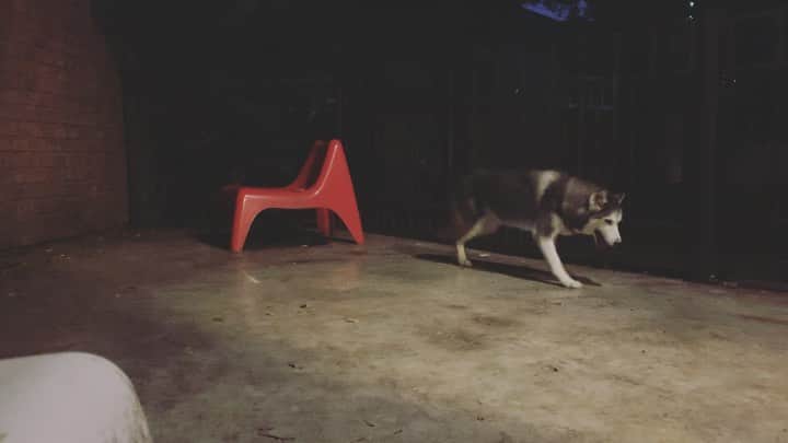 r_oseのインスタグラム：「I can go even faster!!! 🚀 #malibu #siberianhusky」