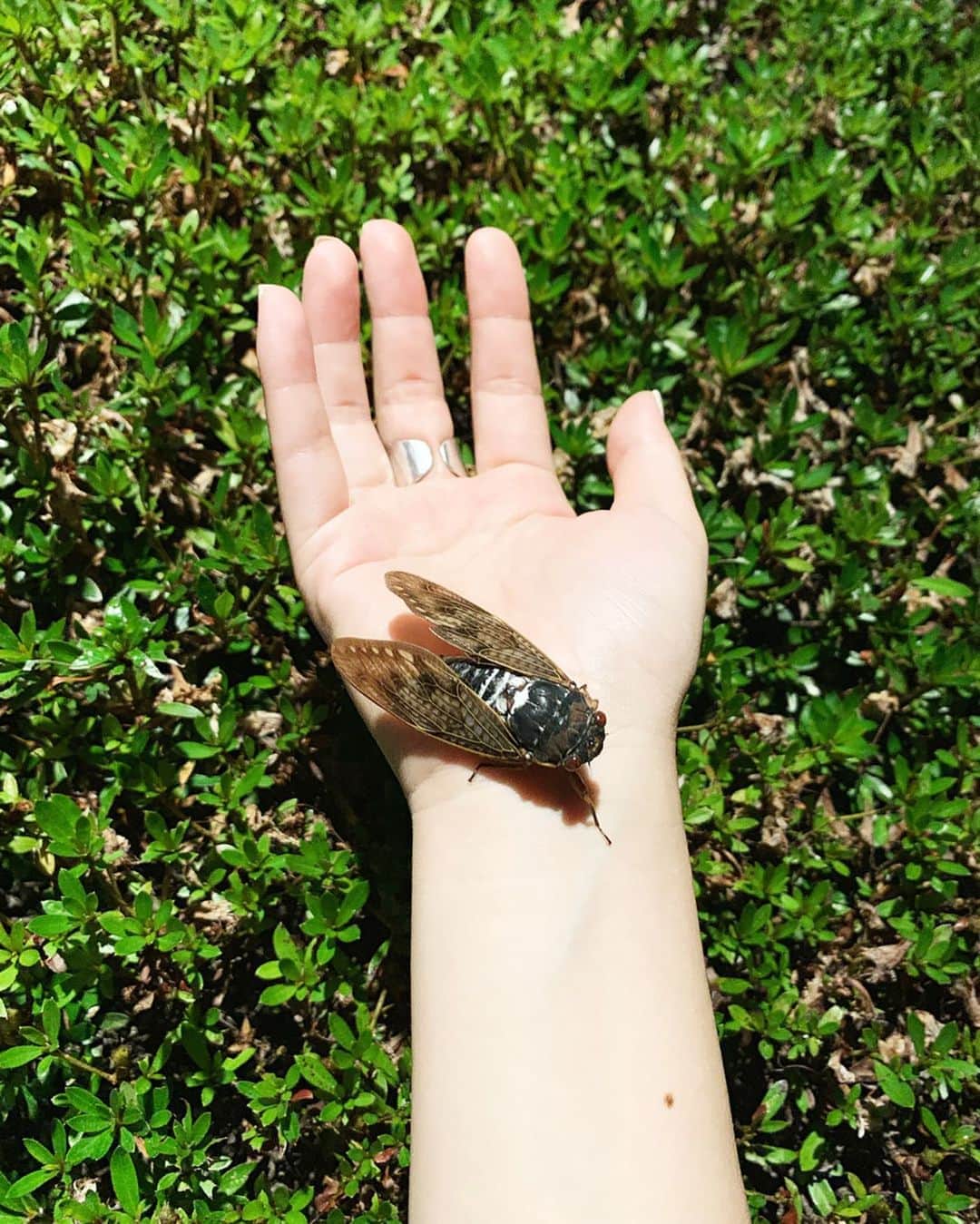 小川暖奈のインスタグラム：「昨日の夜、公園に蝉とりにいったら1時間半汗だくで探しても一匹もいなくて、蝉の抜け殻しかとれず。。 . 友達と渋々解散して帰ったら 家の入り口に元気な蝉とまってました。。 友達にも見せてあげたかった。。 . 地面に落ちてる蝉も少なくなってきましたね どうやら夏、終わりのようです。。。 . . #夏ジエンド #蝉ジエンド」