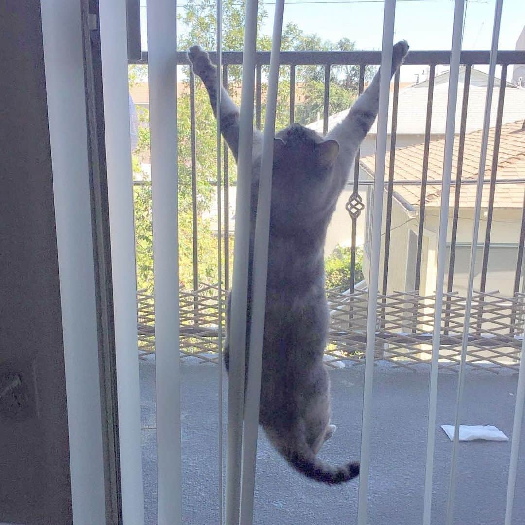 nala_catさんのインスタグラム写真 - (nala_catInstagram)「Spider Cat caught on camera #throwback #nalacat」9月2日 23時52分 - nala_cat