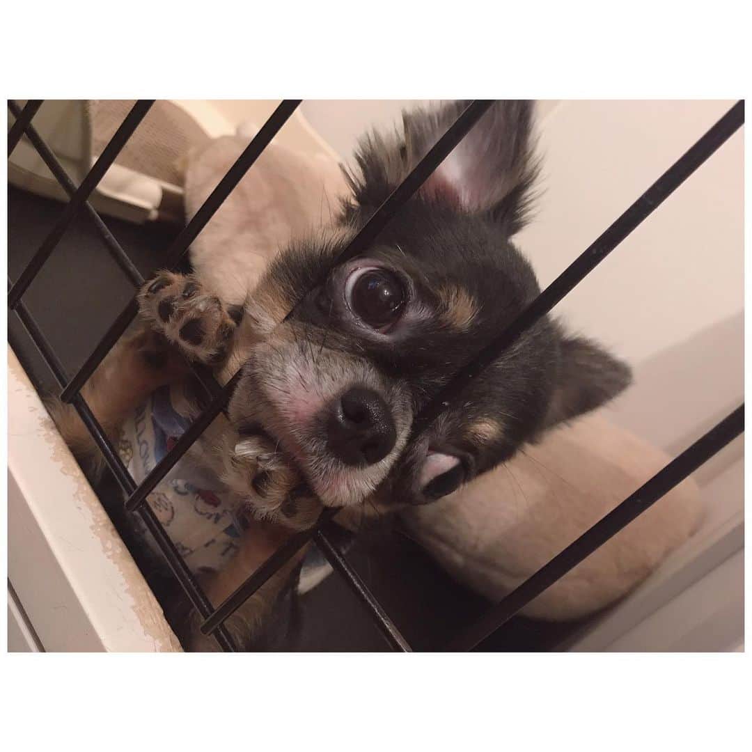 のインスタグラム：「いいなー！ かわいいなー！ こんな顔されたらねっ♡ . . . . #愛犬 #愛犬🐶 #愛犬家 #愛犬との暮らし #ちわわん #ちわわ部 #ちわわ #ちわすたぐらむ #ちわわ親バカ部 #ちわわ大好き #チワワちゃん #チワスタグラム #チワワ #チワワ部 #チワワラブ #チワワ画像 #チワワ大好き #dog #dogstgram #dogstagram」