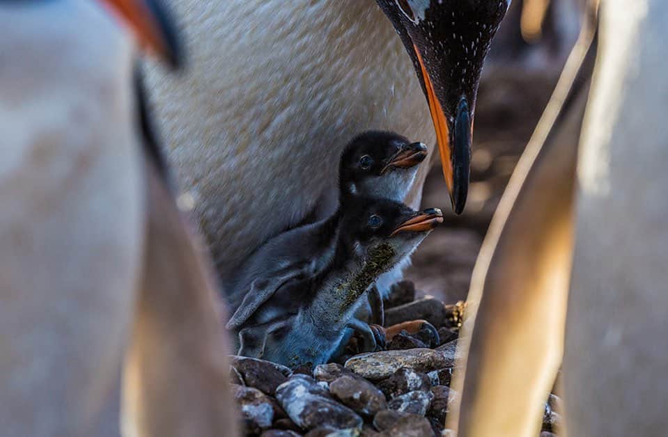 National Geographic Creativeさんのインスタグラム写真 - (National Geographic CreativeInstagram)「Photo by @cristinamittermeier | Nestlings prepare to feed from an adult penguin in the Falkland Islands. #Penguin #Wildlife #FalklandIslands」9月3日 0時22分 - natgeointhefield