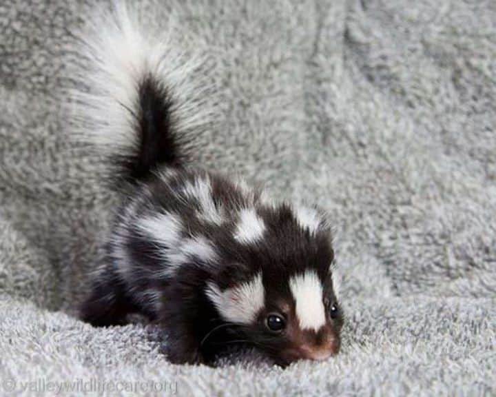 Baby Animalsさんのインスタグラム写真 - (Baby AnimalsInstagram)「You have to admit it, baby skunks are adorable!」9月3日 1時32分 - thebabyanimals