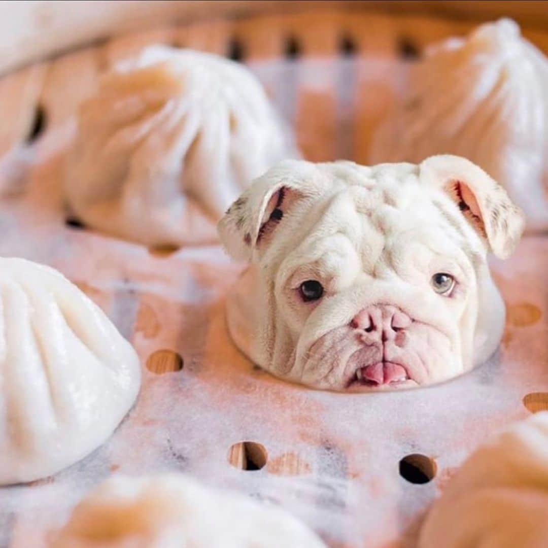 Bodhi & Butters & Bubbahのインスタグラム：「It’s all a’bao that base 🥟 . . . . . #bulldog #dimsum #food #fun #dogsofinstagram @bonnie_and_clyde_bullys 🖼 by @ediblepets」