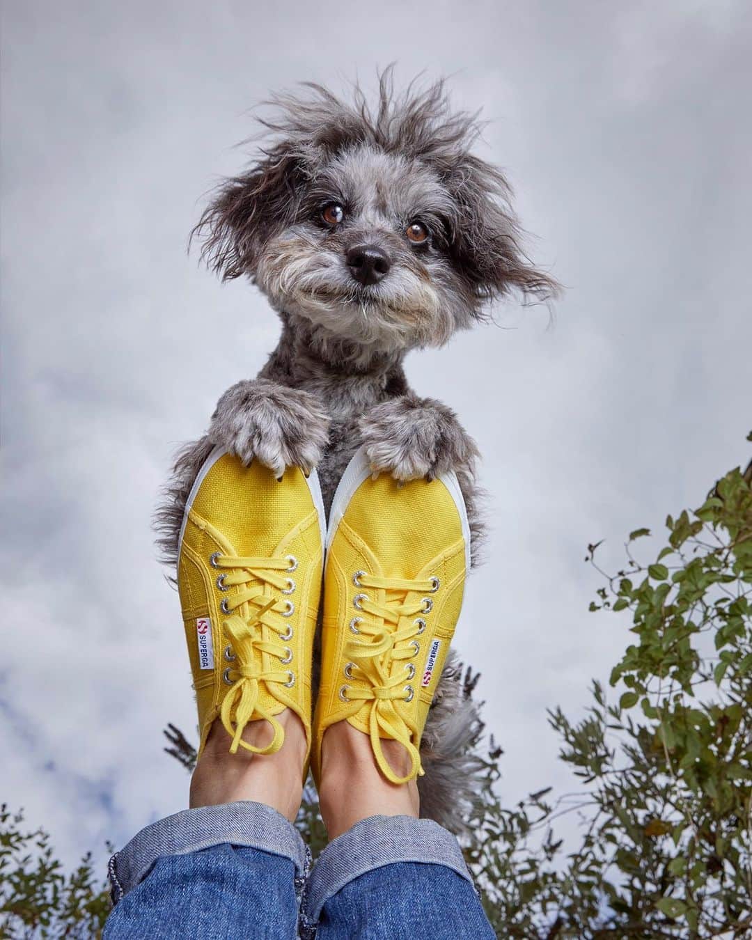 DogsOf Instagramのインスタグラム：「“This is Jeanie’s entry for the cutest dog in the world don’t even bother trying to deny it competition 😉🥰” writes @blackwhite.gold  #dogsofinstagram」