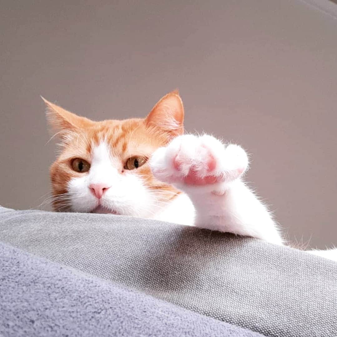 CatStockerのインスタグラム：「Hello! #catstocker is here!  Follow our FURRriend @roulitasnow_the_catlady  Scroll right for more pictures 👉 . . . . . #cat #neko #mačka #chat #kočka #котка #kot #кіт #mače #кошка #кот #katze #gato #gatto #kissa #kattunge #猫 #고양이 #貓 #kedi #köttur  #子猫 #חתול #кішка #gatinho #котенок #子猫 #gatito #kitten」
